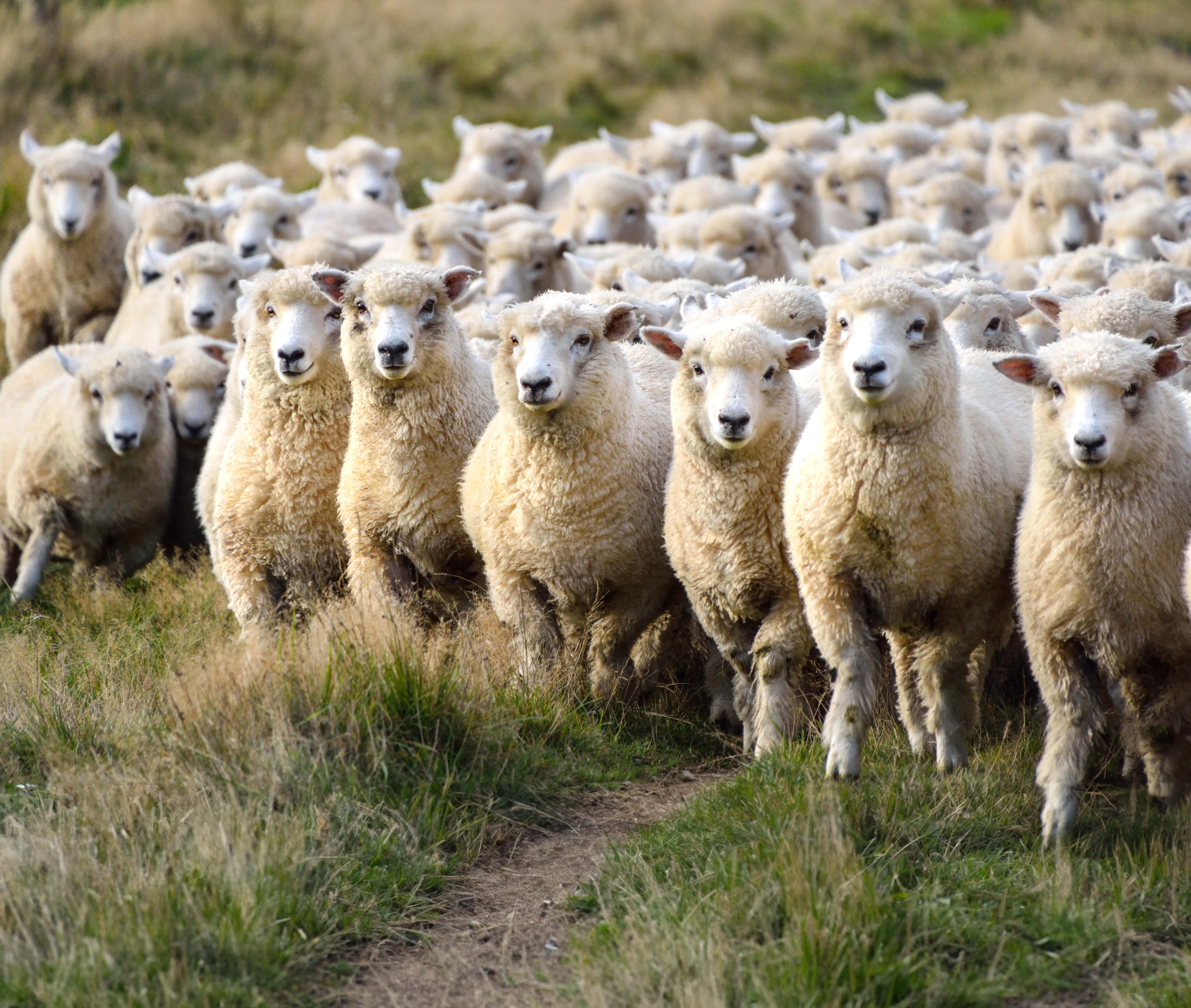 Merino sheeps from Patagonia – premium wool by Engel, soft, skin-friendly, and itch-free.
