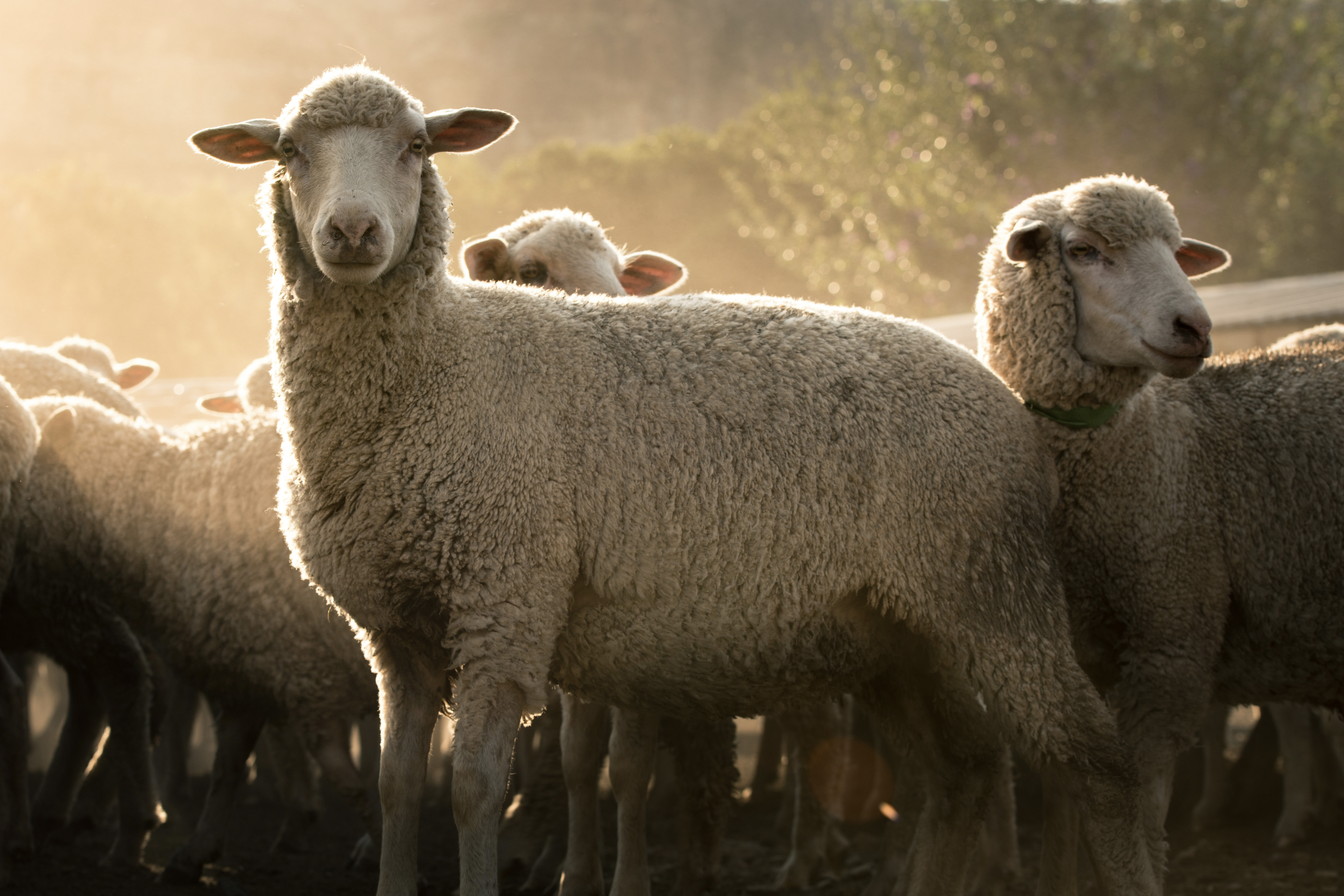 merino sheep from Patagonia