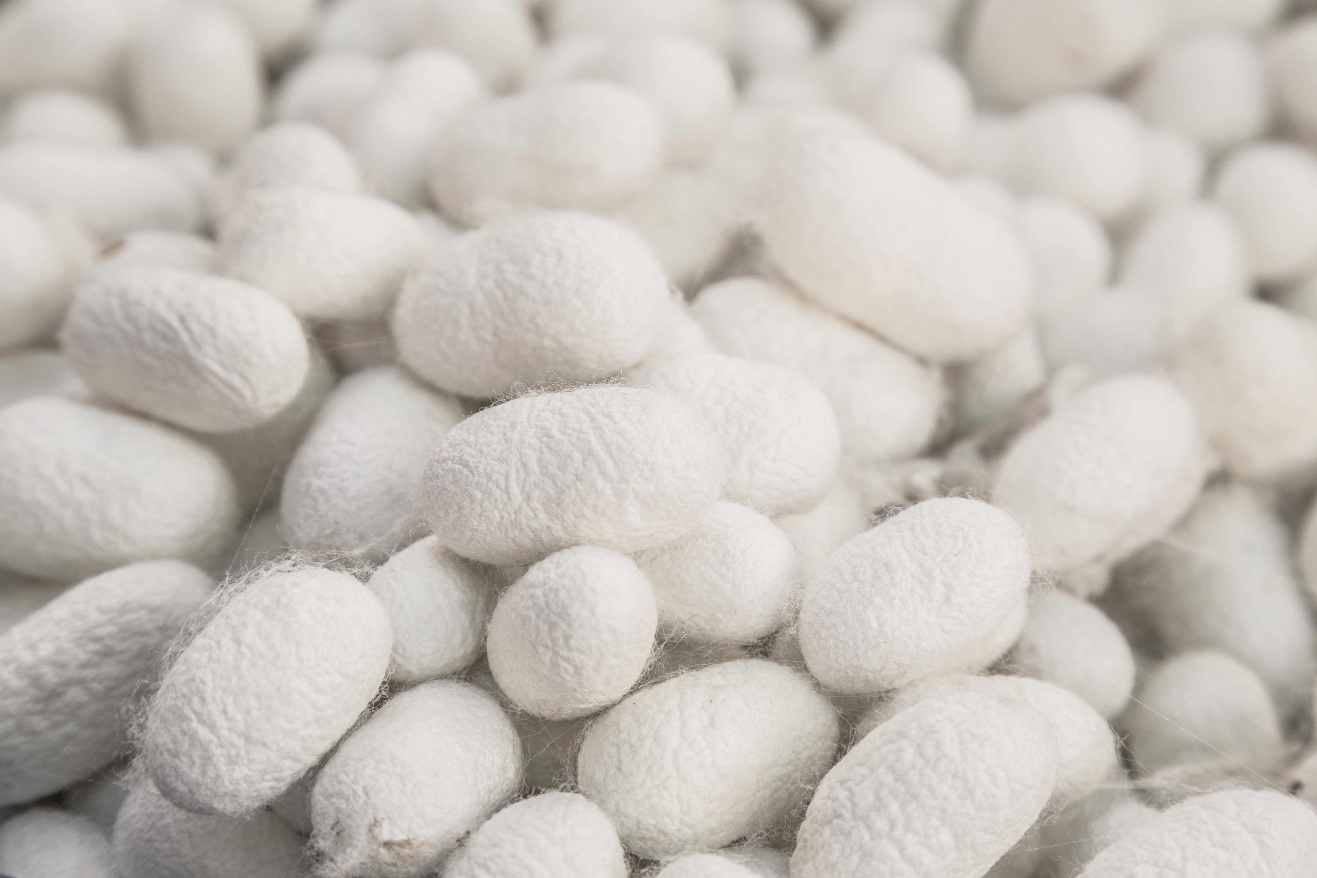 Cocoons of mulberry silk