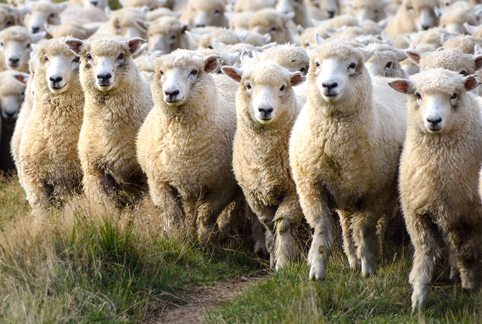 Gruppe weißer Schafe auf einem Pfad in der Wiese.