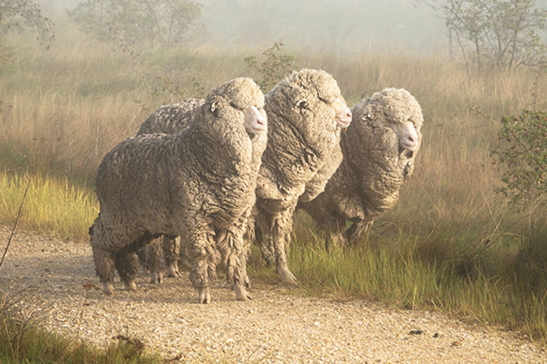 What is mulesing and why ENGEL is a mulesing-free brand